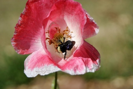 pink poppy bee 4-smaller