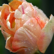 raindrops on tulips 15_smaller